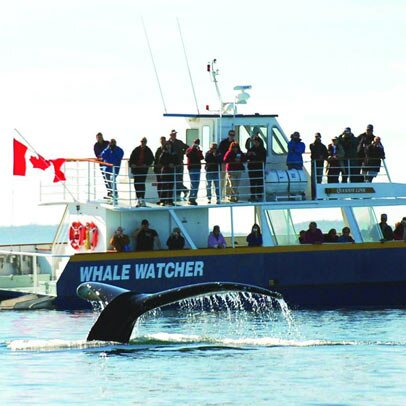 Observation Des Baleines, Nouveau Brunswick, Canada